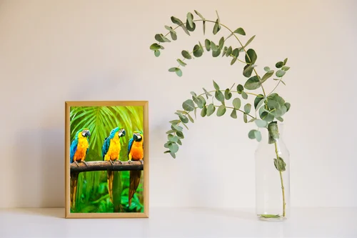 Radosne macaw w słonecznych barwach