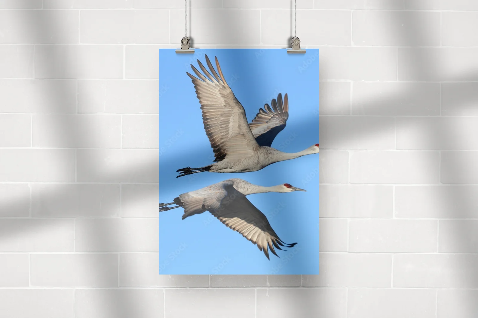 Elegancja w błękicie: Grus canadensis w szlachetnych tonacjach