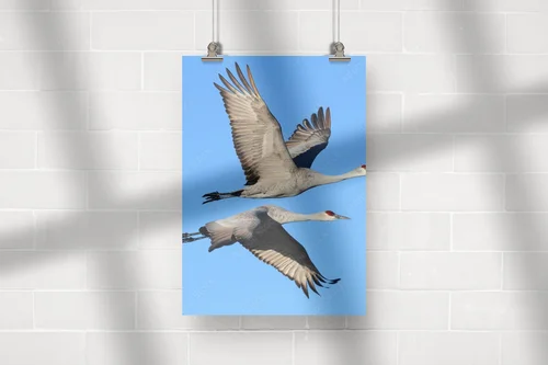 Elegancja w błękicie: Grus canadensis w szlachetnych tonacjach