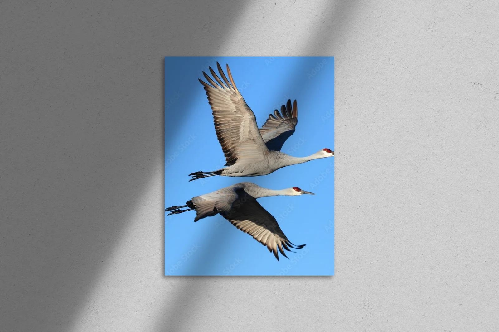 Elegancja w błękicie: Grus canadensis w szlachetnych tonacjach