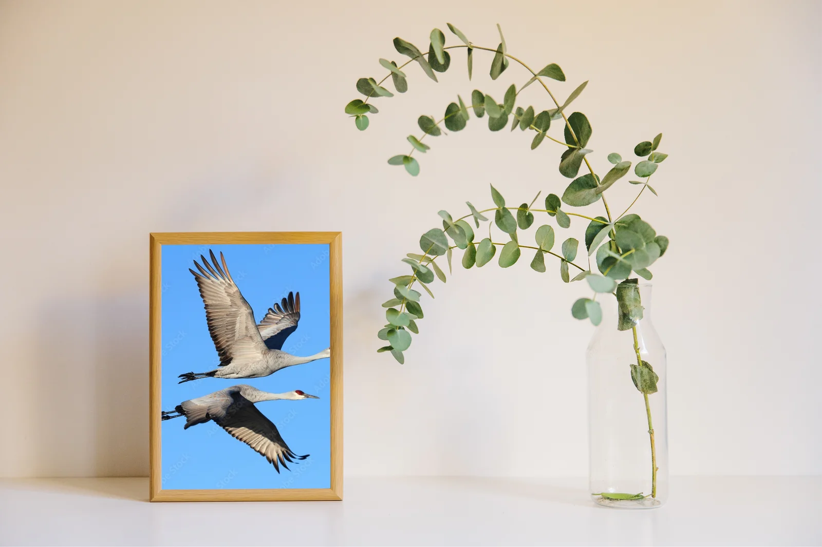 Elegancja w błękicie: Grus canadensis w szlachetnych tonacjach