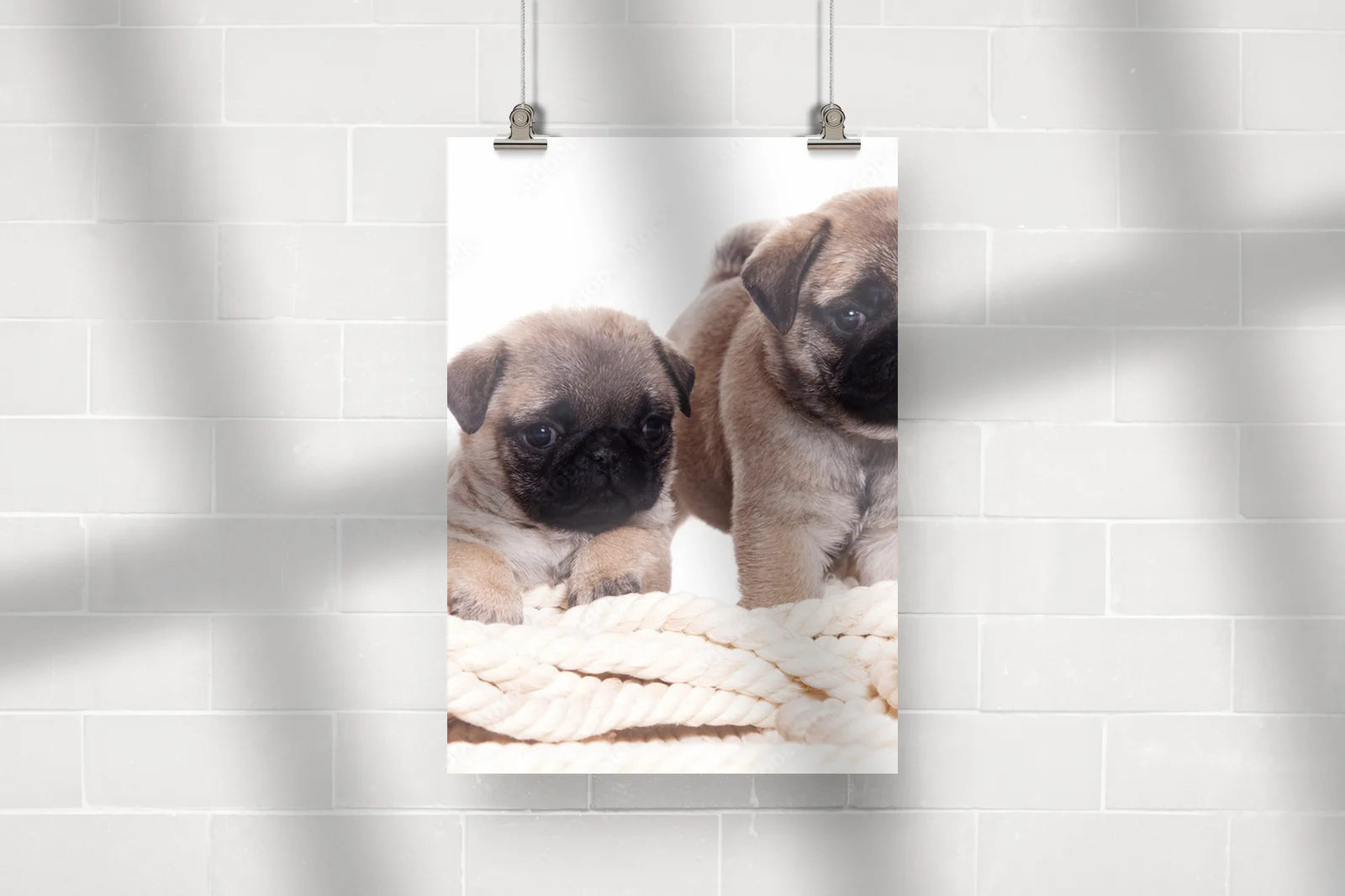 Uroczy Pug w harmonii bieli