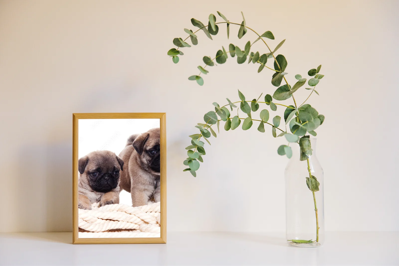 Uroczy Pug w harmonii bieli