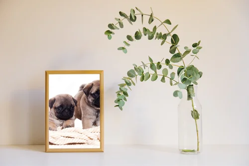 Uroczy Pug w harmonii bieli