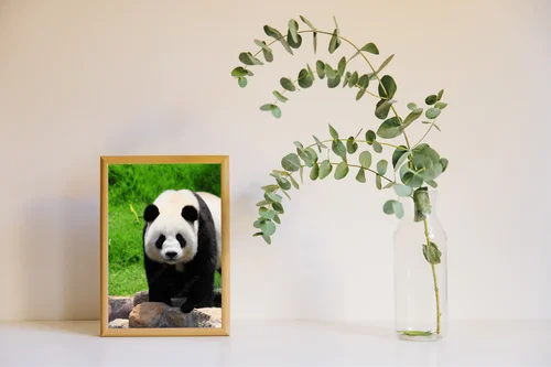 Urokliwe czarno-białe pandy w naturalnej harmonii