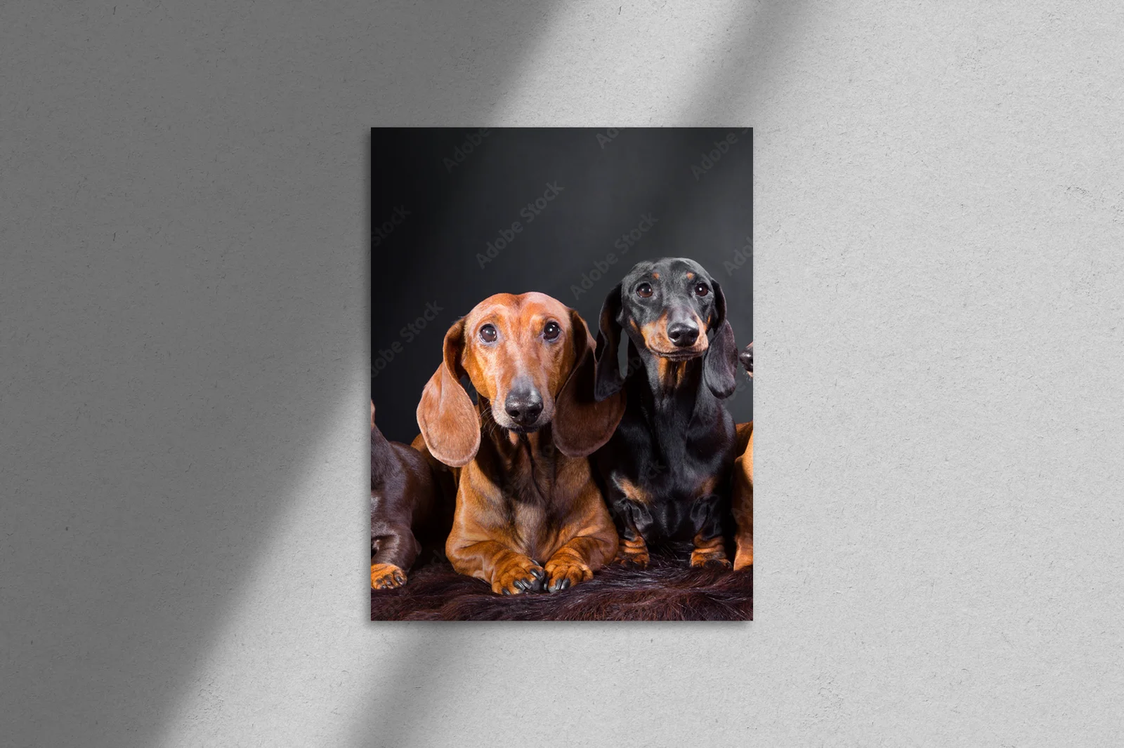 Cztery urocze dachshundy w tajemniczym otoczeniu