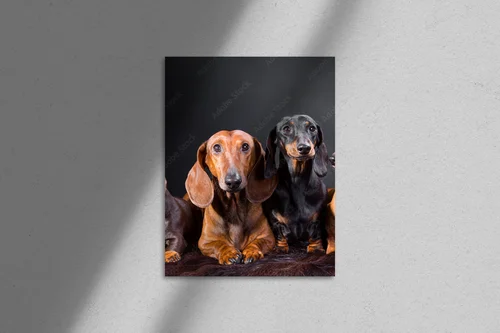 Cztery urocze dachshundy w tajemniczym otoczeniu