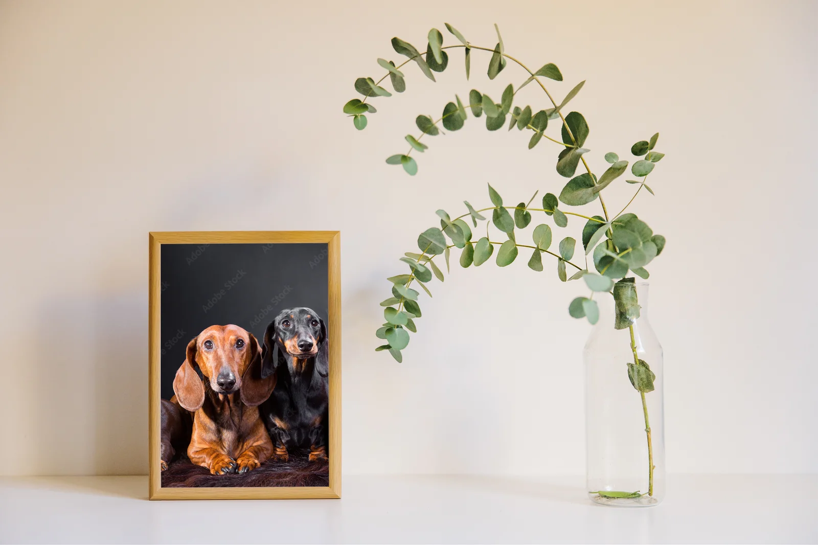 Cztery urocze dachshundy w tajemniczym otoczeniu