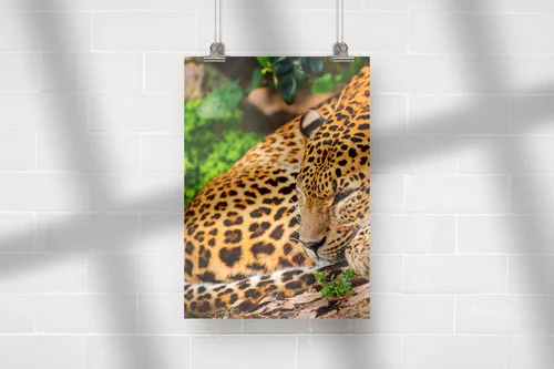 Wspaniałe leopardy w afrykańskiej dziczy