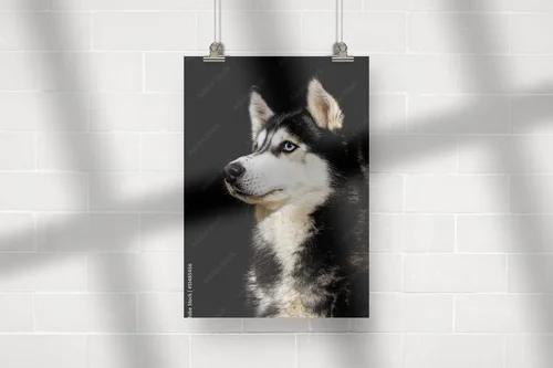Siberian Husky w zjawiskowej scenerii nocnej