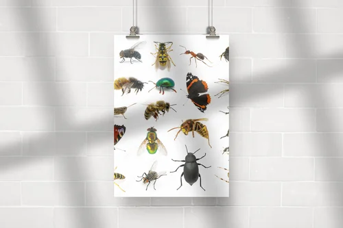 Zanurzenie w insektywnym królestwie barw