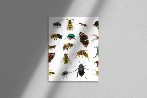 Zanurzenie w insektywnym królestwie barw