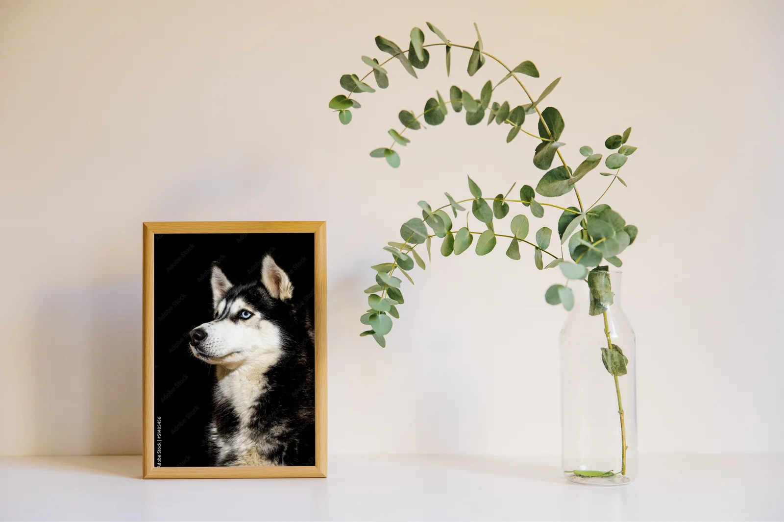 Siberian Husky w zjawiskowej scenerii nocnej