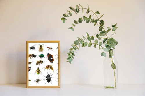 Zanurzenie w insektywnym królestwie barw