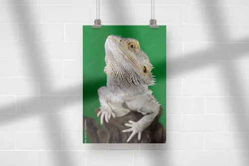 Elegancki bearded dragon na tle zieleni