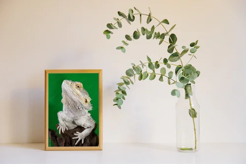 Elegancki bearded dragon na tle zieleni