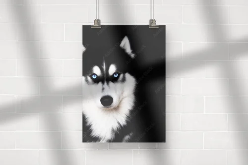 Nieziemskie spojrzenia: niebieskie oczy husky