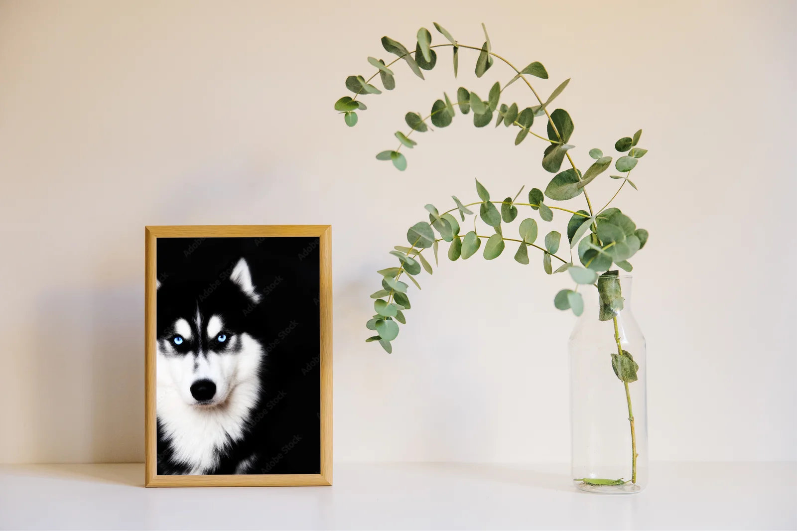 Nieziemskie spojrzenia: niebieskie oczy husky