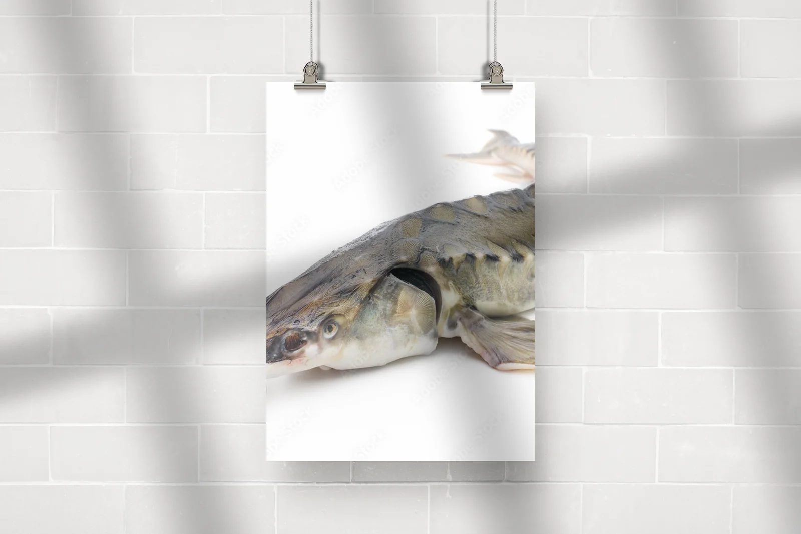 Elegancja i luksus w białych odcieniach sturgeon