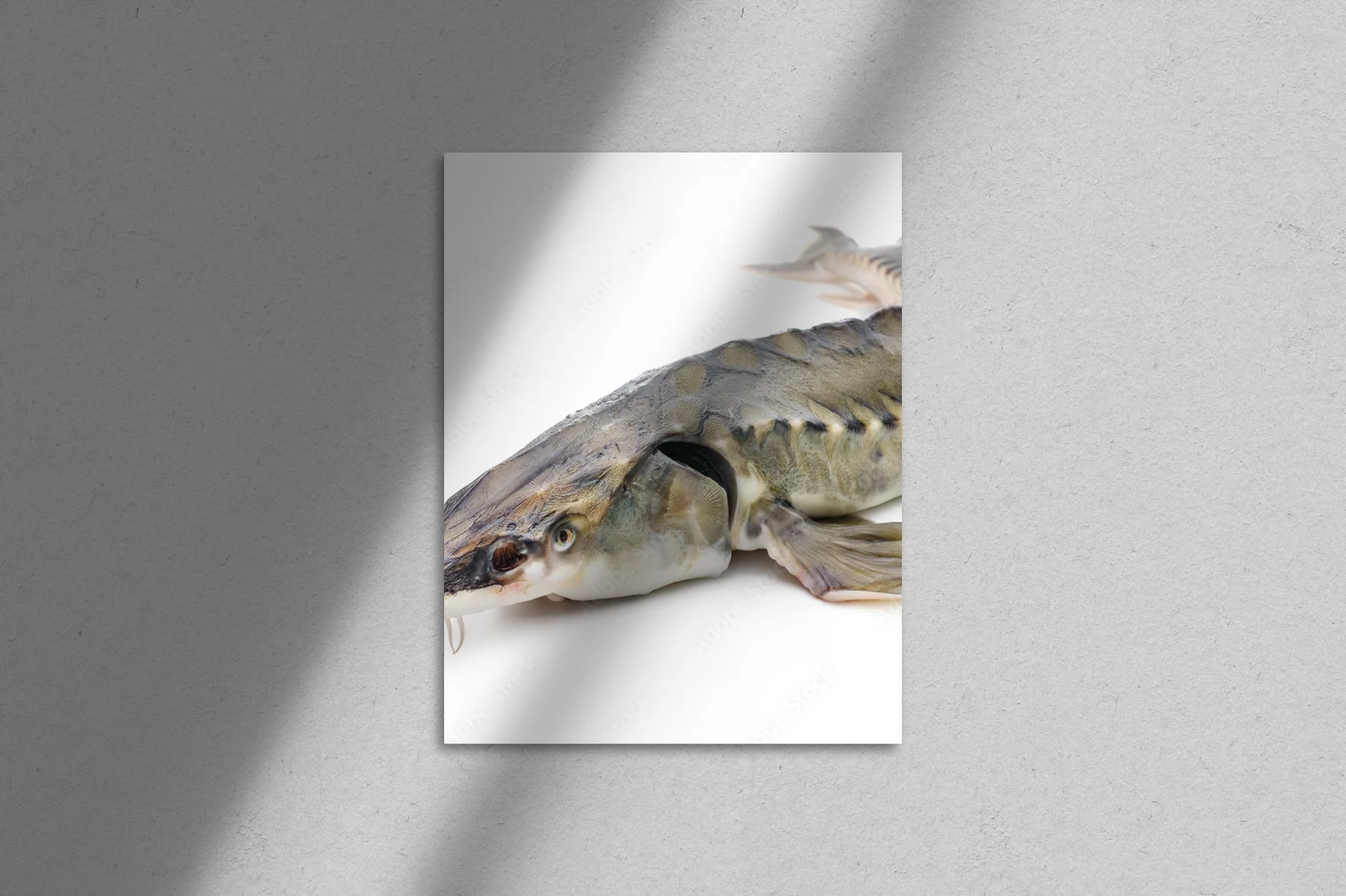 Elegancja i luksus w białych odcieniach sturgeon