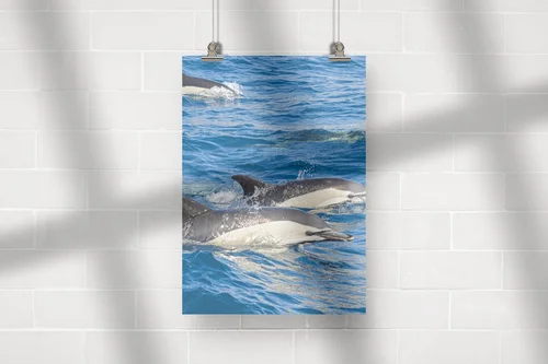 Delfiny w błękicie oceanu – esencja natury