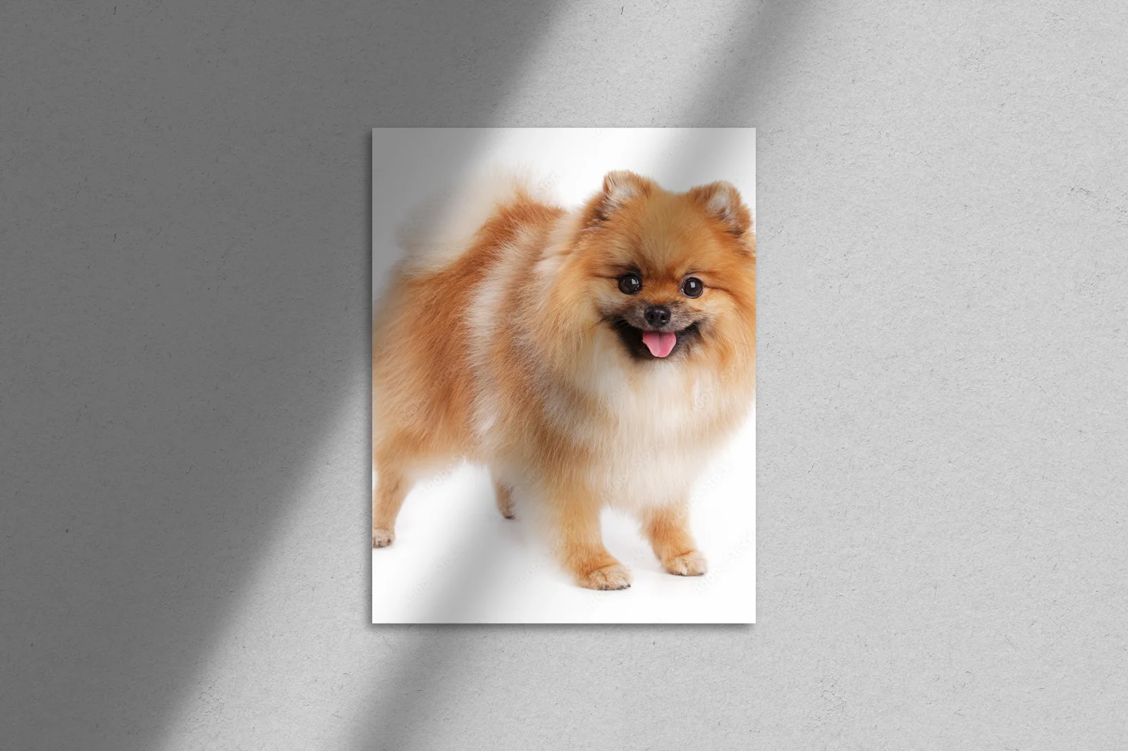 Uroczy Pomeranian w promiennej bieli