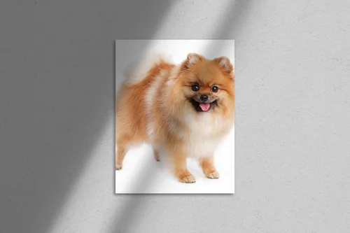 Uroczy Pomeranian w promiennej bieli