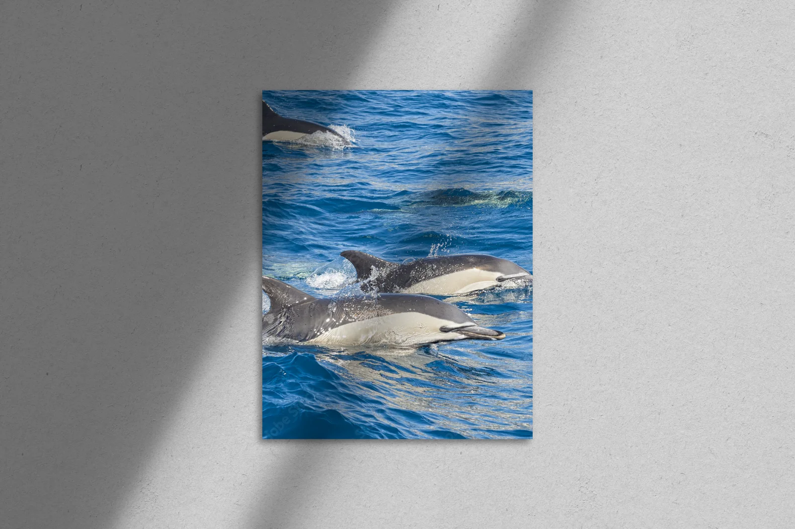 Delfiny w błękicie oceanu – esencja natury