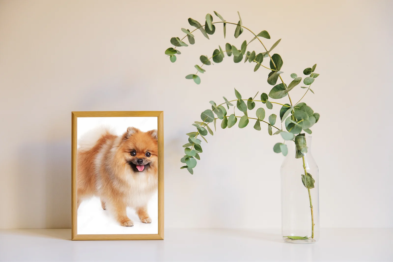 Uroczy Pomeranian w promiennej bieli