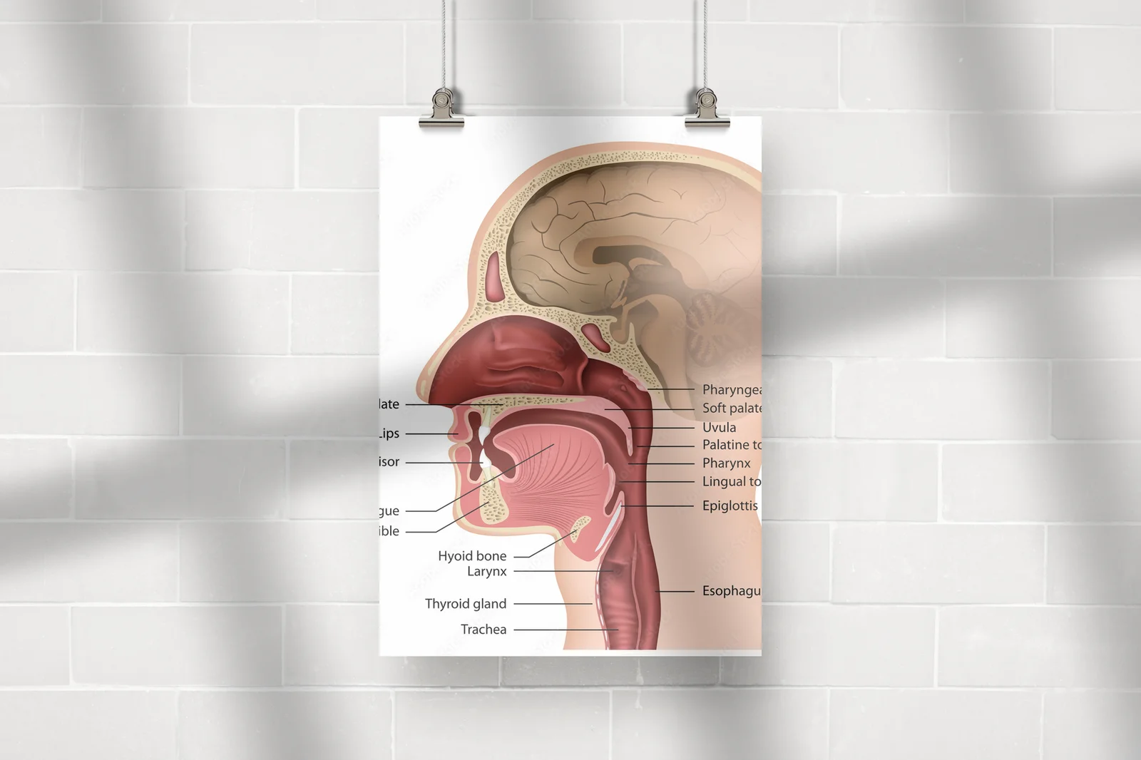 Zachwycająca kompozycja anatomii ust i gardła