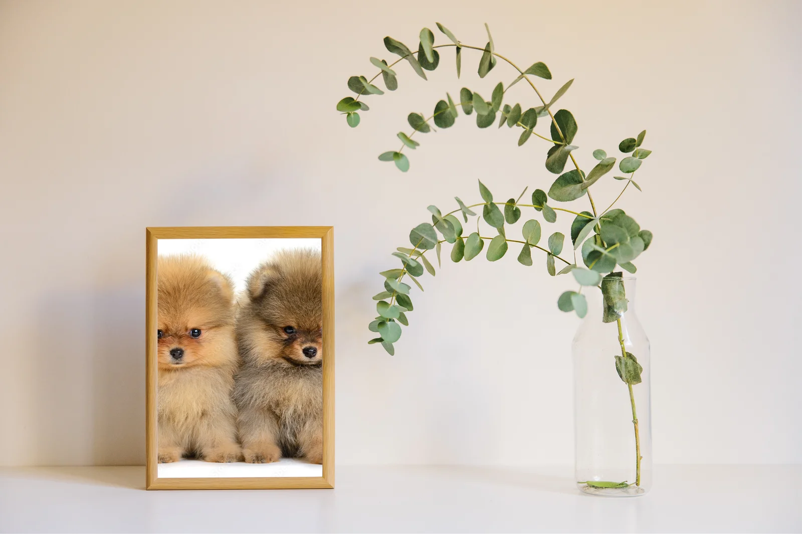 Urokliwe pomeraniany w białej harmonii