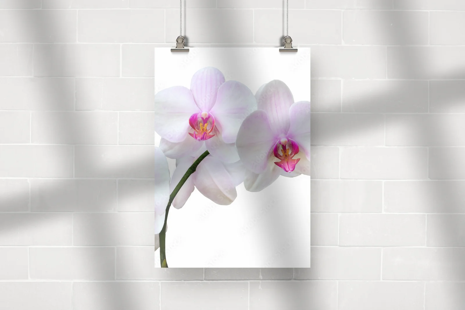 Eleganckie orchidee w delikatnych odcieniach bieli