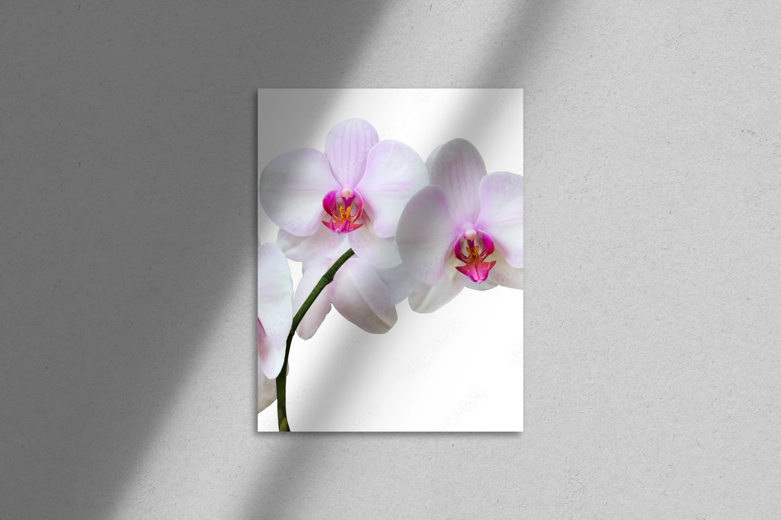 Eleganckie orchidee w delikatnych odcieniach bieli