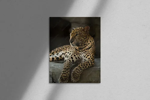 Mystyczny świat leopardów w nasyconych barwach