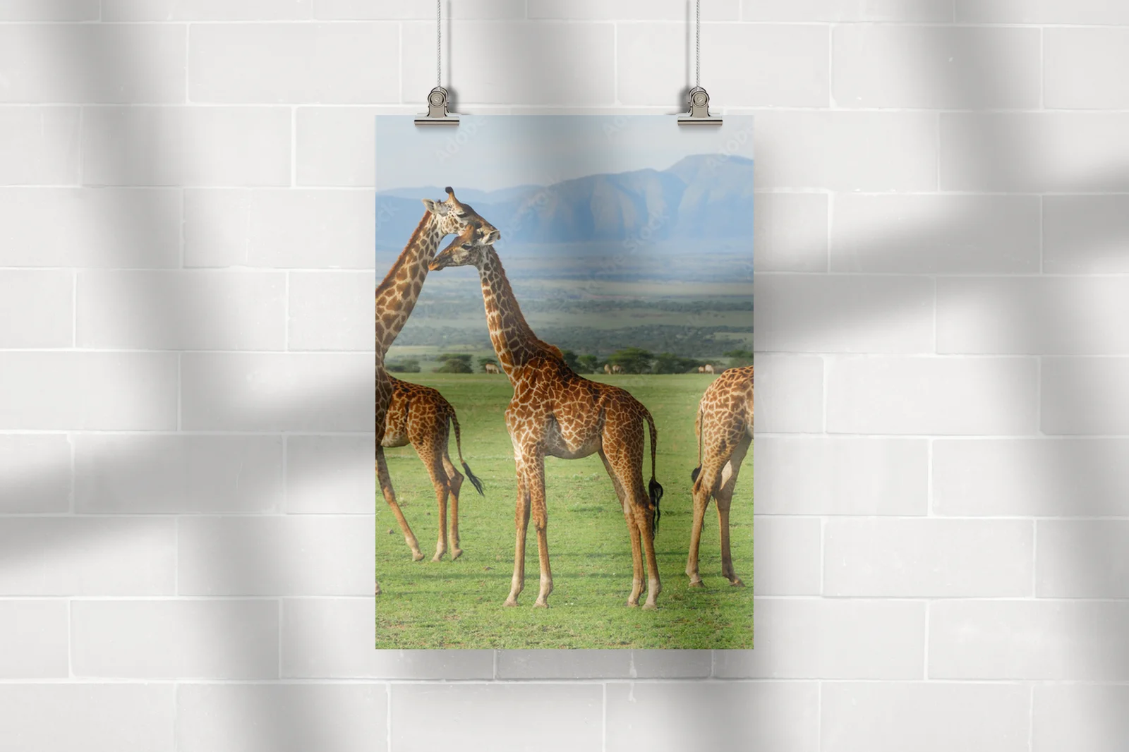 Giraffy w harmonii afrykańskiej sawanny