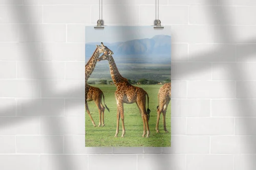 Giraffy w harmonii afrykańskiej sawanny
