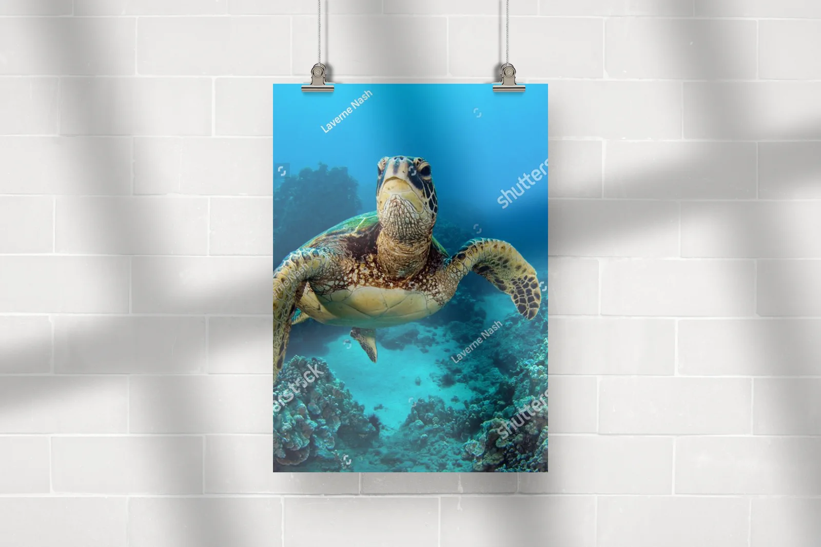 Wulkaniczne wody Galapagos z żółwiem morskich
