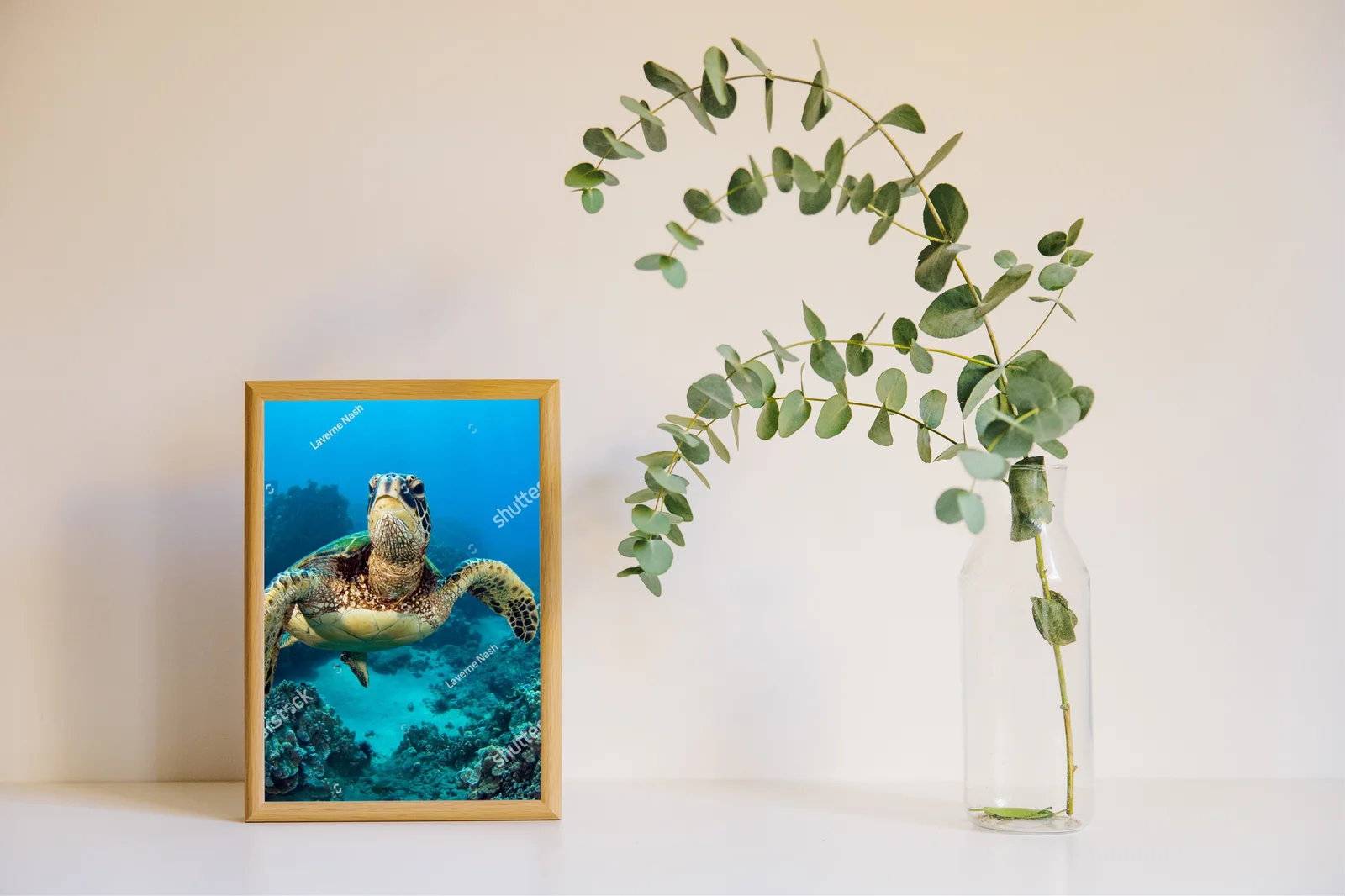 Wulkaniczne wody Galapagos z żółwiem morskich