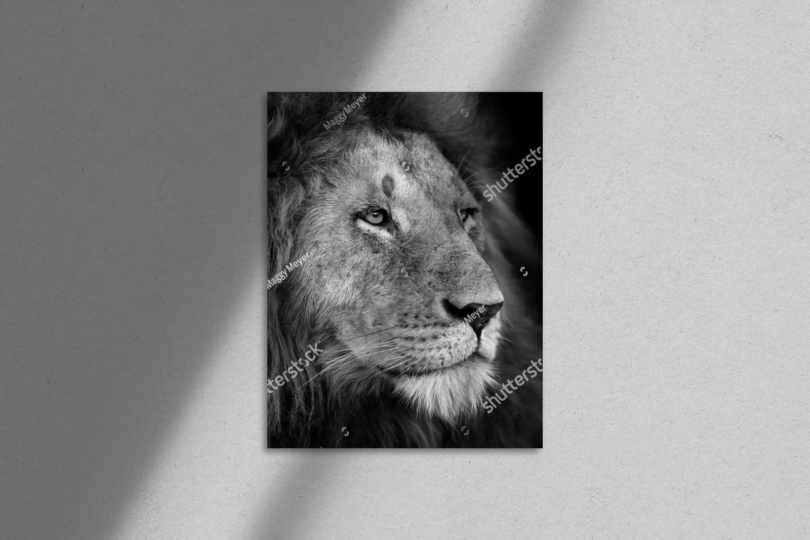 Wielki lew z Masai Mara: majestatyczna siła natury