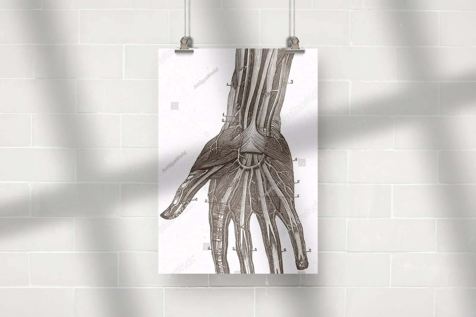 Wielowarstwowe odkrycia anatomii w vintage stylu