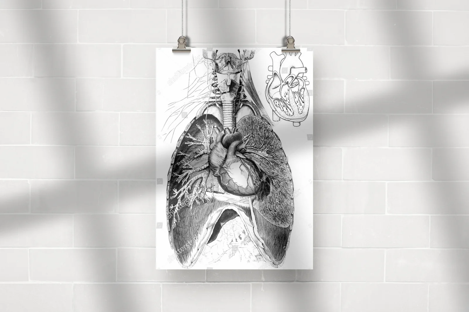 Wiktoriańskie ilustrowane tajemnice anatomii
