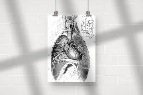 Wiktoriańskie ilustrowane tajemnice anatomii