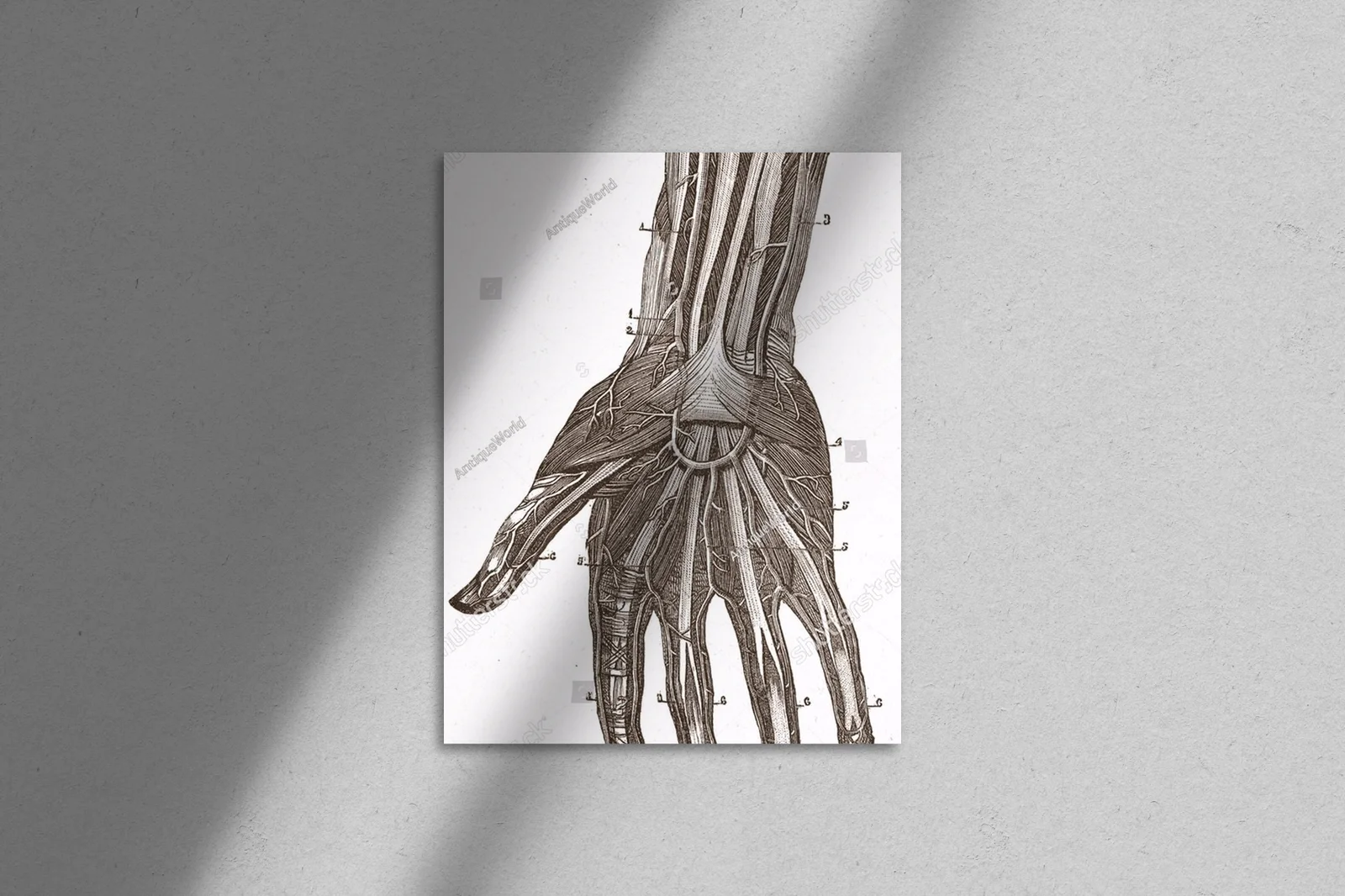 Wielowarstwowe odkrycia anatomii w vintage stylu