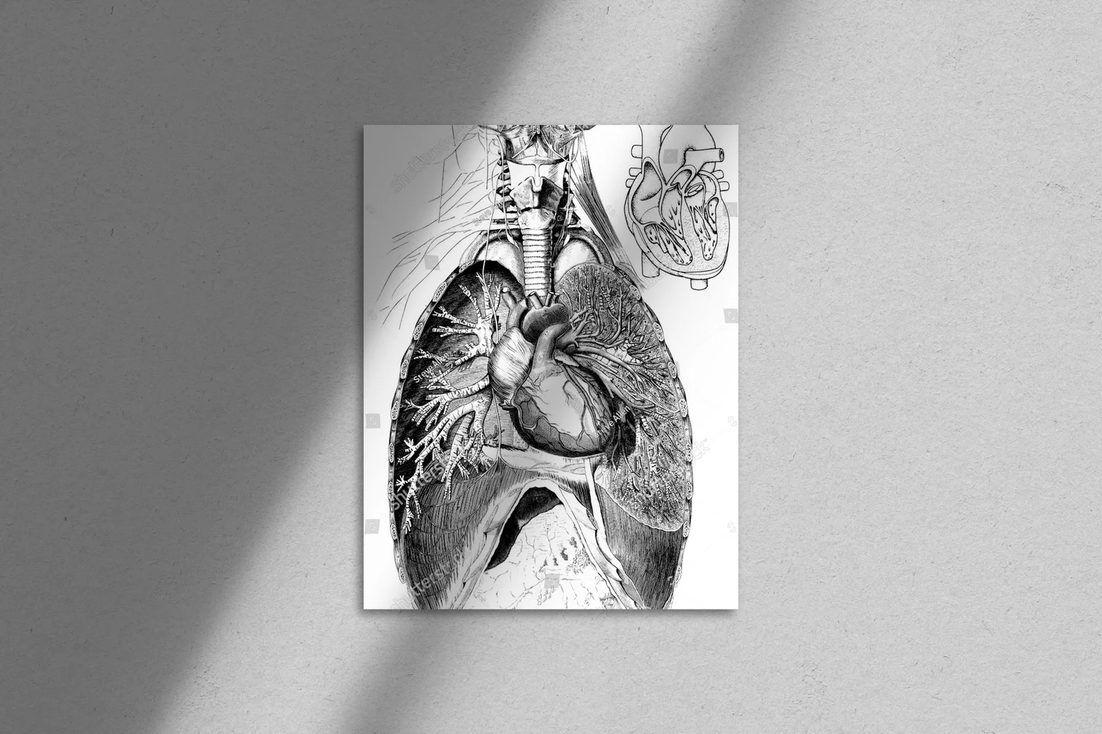 Wiktoriańskie ilustrowane tajemnice anatomii