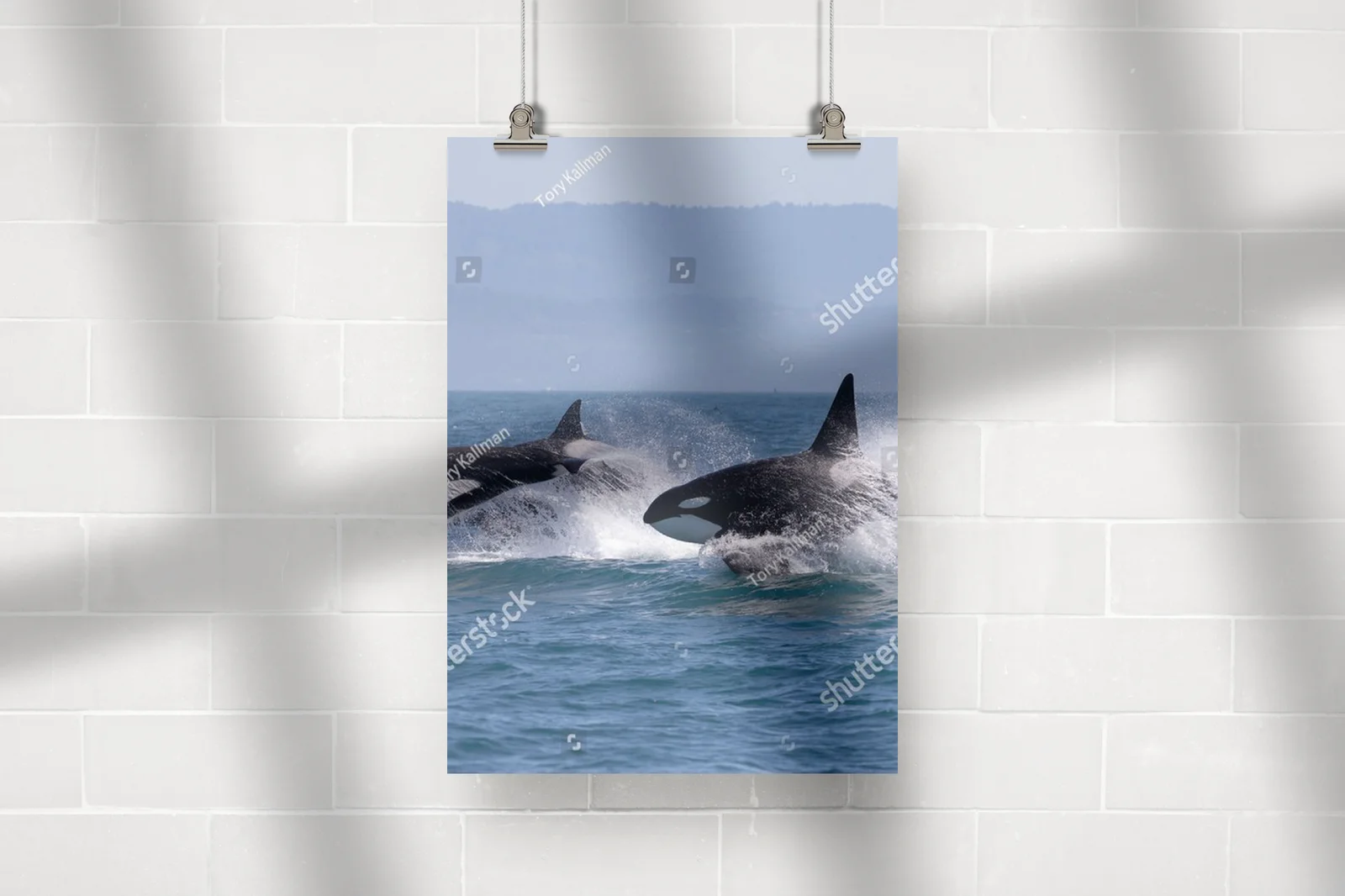 Killer Whale: Oceany w pastelowych odcieniach