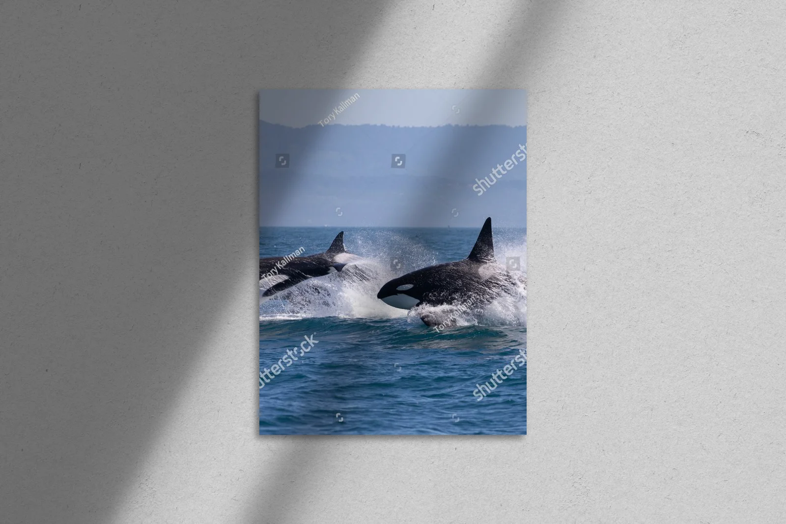 Killer Whale: Oceany w pastelowych odcieniach