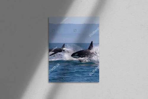 Killer Whale: Oceany w pastelowych odcieniach
