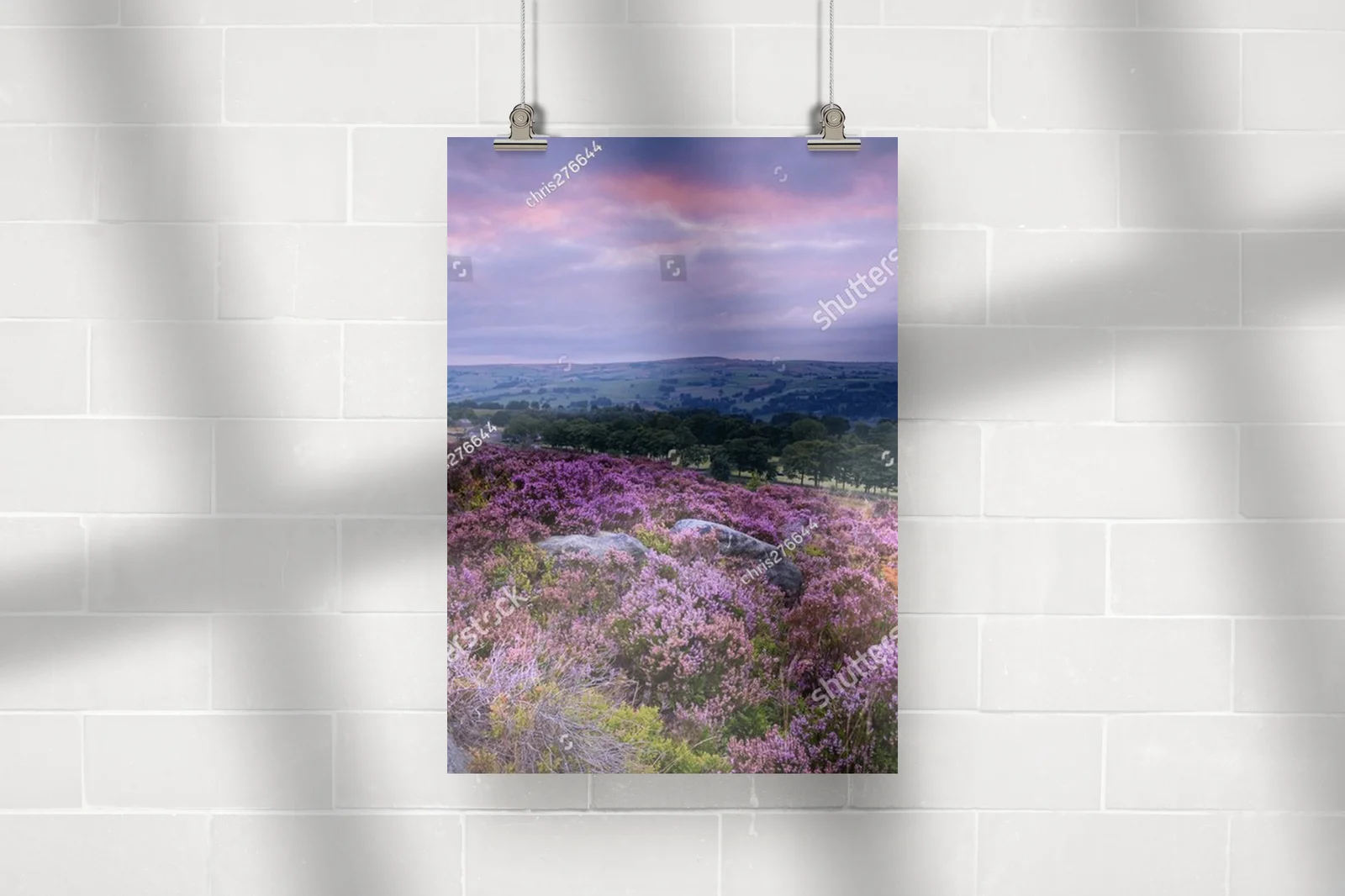 Heather: Malownicze kwitnienie w Yorkshire
