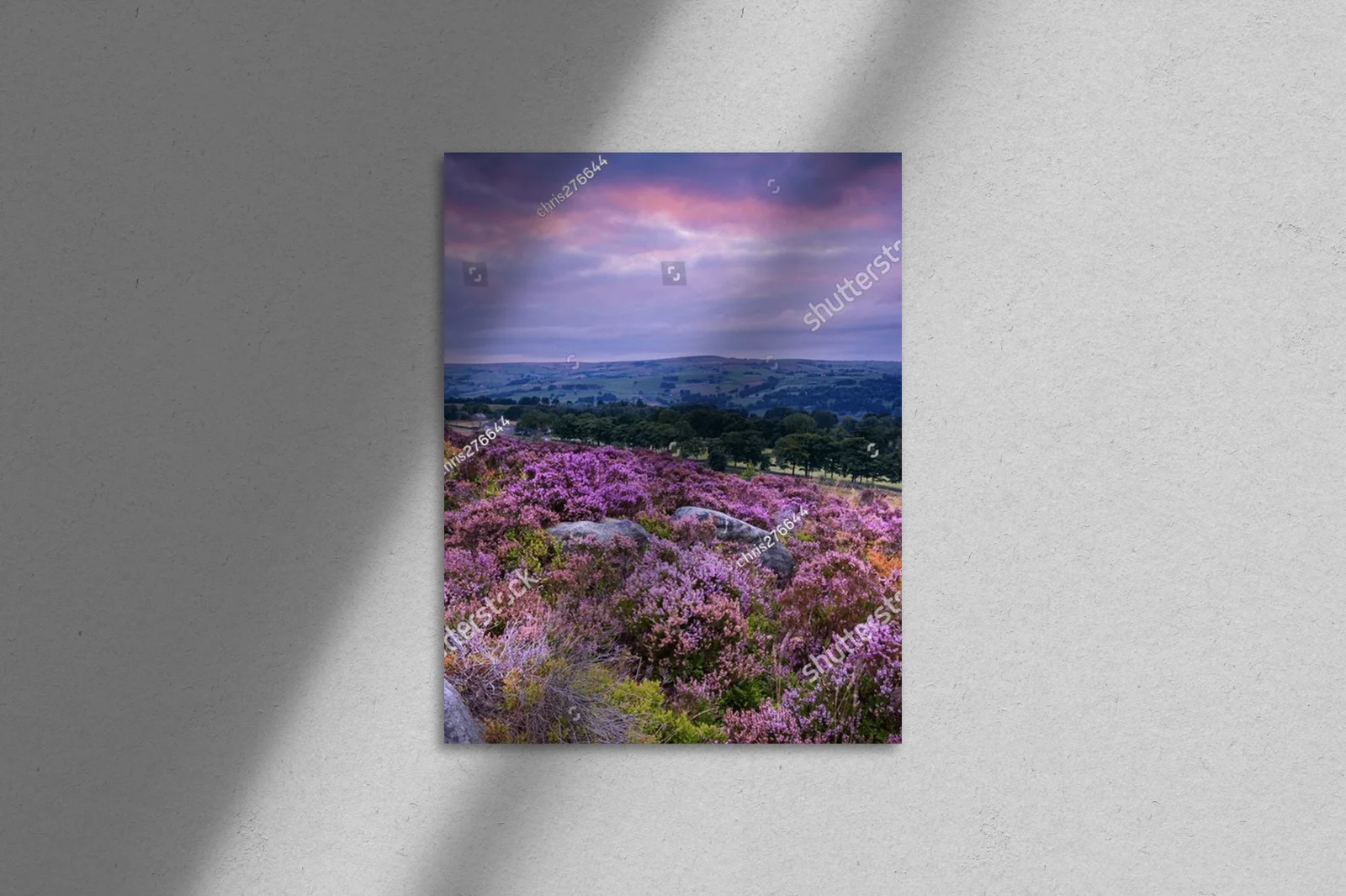 Heather: Malownicze kwitnienie w Yorkshire