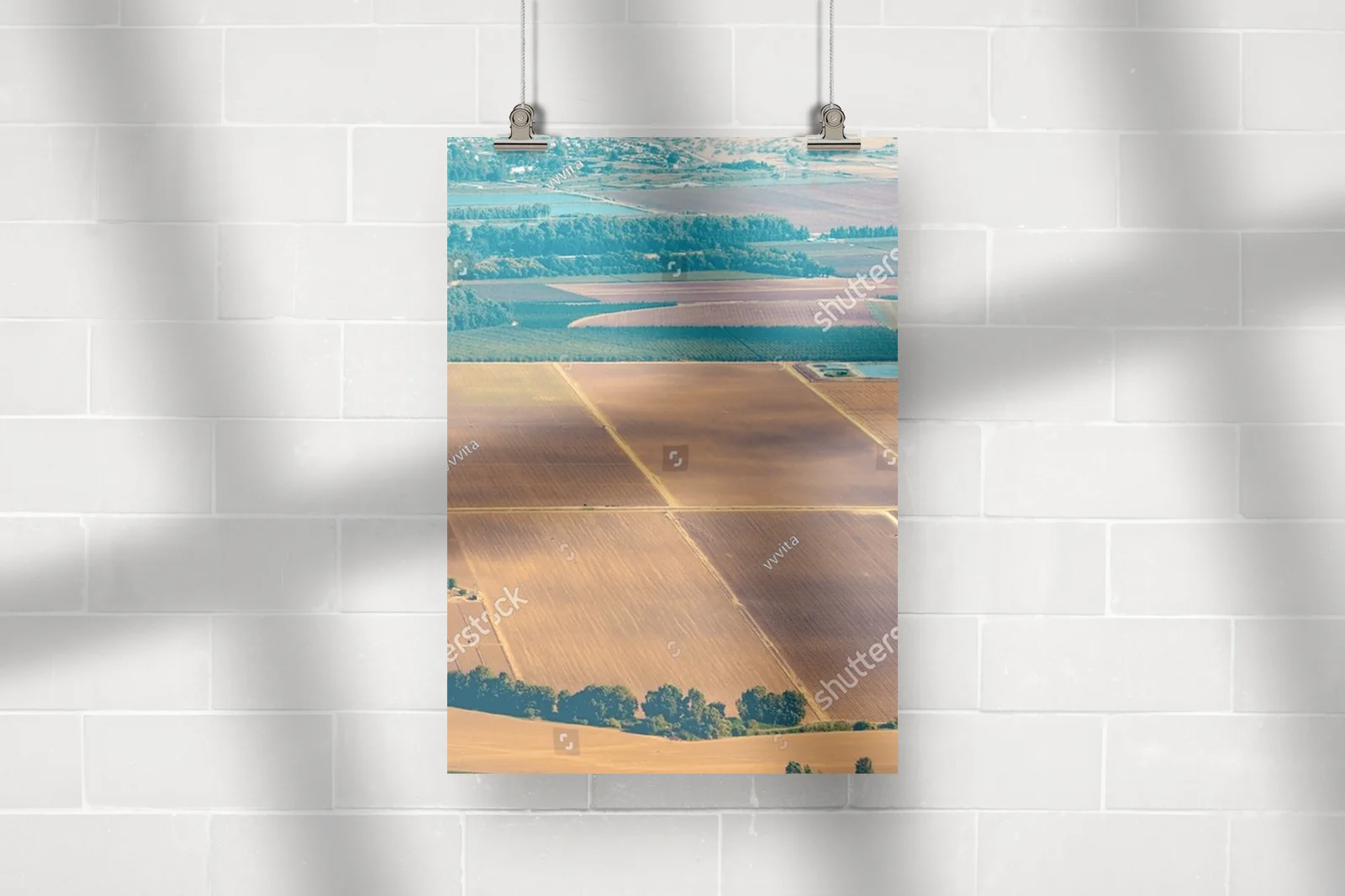 Olive Groves and Fields: A Landscape of Tranquility